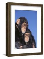 Chimpanzees-DLILLC-Framed Photographic Print