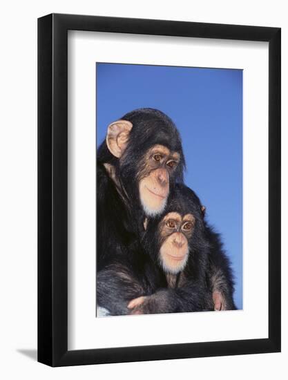 Chimpanzees-DLILLC-Framed Photographic Print