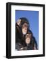 Chimpanzees-DLILLC-Framed Photographic Print