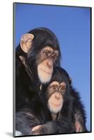 Chimpanzees-DLILLC-Mounted Photographic Print