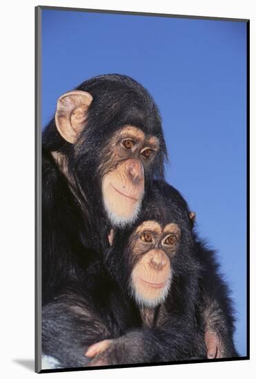 Chimpanzees-DLILLC-Mounted Photographic Print