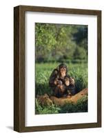 Chimpanzees-DLILLC-Framed Photographic Print