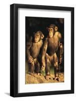 Chimpanzees-DLILLC-Framed Photographic Print