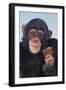 Chimpanzees-DLILLC-Framed Photographic Print