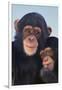 Chimpanzees-DLILLC-Framed Photographic Print