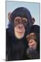 Chimpanzees-DLILLC-Mounted Photographic Print