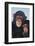 Chimpanzees-DLILLC-Framed Photographic Print