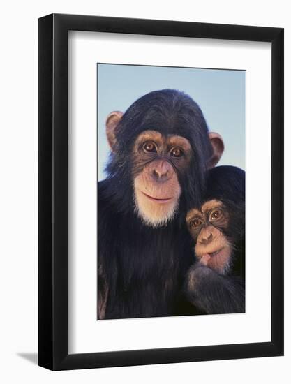 Chimpanzees-DLILLC-Framed Photographic Print