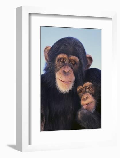 Chimpanzees-DLILLC-Framed Photographic Print