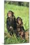 Chimpanzees-DLILLC-Mounted Photographic Print