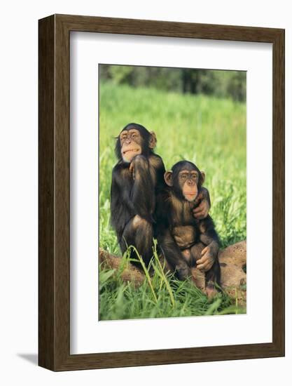 Chimpanzees-DLILLC-Framed Photographic Print