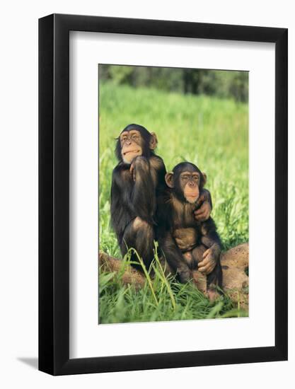 Chimpanzees-DLILLC-Framed Photographic Print