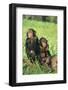 Chimpanzees-DLILLC-Framed Photographic Print