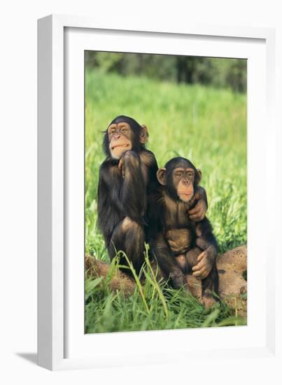 Chimpanzees-DLILLC-Framed Photographic Print