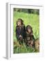 Chimpanzees-DLILLC-Framed Photographic Print