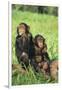 Chimpanzees-DLILLC-Framed Photographic Print