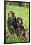 Chimpanzees-DLILLC-Framed Photographic Print