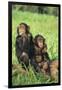 Chimpanzees-DLILLC-Framed Photographic Print