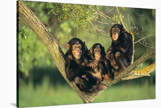 Chimpanzees-DLILLC-Stretched Canvas