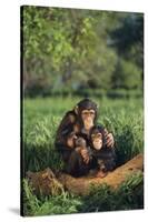 Chimpanzees-DLILLC-Stretched Canvas