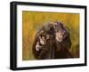 Chimpanzees-Odile Kidd-Framed Giclee Print