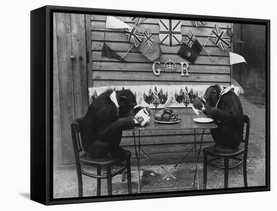 Chimps' Tea Party-null-Framed Stretched Canvas