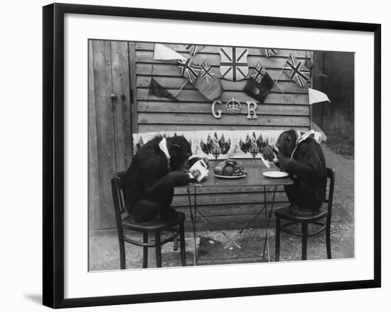 Chimps' Tea Party-null-Framed Photographic Print