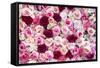 China 10MKm2 Collection - 1001 Roses-Philippe Hugonnard-Framed Stretched Canvas