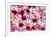 China 10MKm2 Collection - 1001 Roses-Philippe Hugonnard-Framed Photographic Print