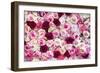 China 10MKm2 Collection - 1001 Roses-Philippe Hugonnard-Framed Photographic Print