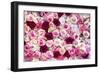 China 10MKm2 Collection - 1001 Roses-Philippe Hugonnard-Framed Photographic Print