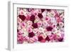 China 10MKm2 Collection - 1001 Roses-Philippe Hugonnard-Framed Photographic Print