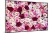 China 10MKm2 Collection - 1001 Roses-Philippe Hugonnard-Mounted Photographic Print