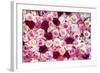 China 10MKm2 Collection - 1001 Roses-Philippe Hugonnard-Framed Photographic Print