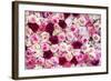 China 10MKm2 Collection - 1001 Roses-Philippe Hugonnard-Framed Photographic Print