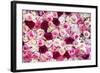 China 10MKm2 Collection - 1001 Roses-Philippe Hugonnard-Framed Photographic Print