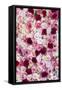 China 10MKm2 Collection - 1001 Roses-Philippe Hugonnard-Framed Stretched Canvas