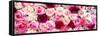 China 10MKm2 Collection - 1001 Roses-Philippe Hugonnard-Framed Stretched Canvas