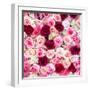 China 10MKm2 Collection - 1001 Roses-Philippe Hugonnard-Framed Photographic Print