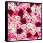 China 10MKm2 Collection - 1001 Roses-Philippe Hugonnard-Framed Stretched Canvas