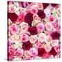 China 10MKm2 Collection - 1001 Roses-Philippe Hugonnard-Stretched Canvas