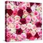 China 10MKm2 Collection - 1001 Roses-Philippe Hugonnard-Stretched Canvas