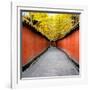 China 10MKm2 Collection - Alley Bamboo-Philippe Hugonnard-Framed Photographic Print