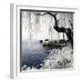 China 10MKm2 Collection - Another Look - Lotus Lake-Philippe Hugonnard-Framed Photographic Print