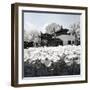 China 10MKm2 Collection - Another Look - Lotus Lake-Philippe Hugonnard-Framed Photographic Print