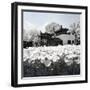 China 10MKm2 Collection - Another Look - Lotus Lake-Philippe Hugonnard-Framed Photographic Print