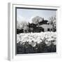 China 10MKm2 Collection - Another Look - Lotus Lake-Philippe Hugonnard-Framed Photographic Print