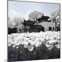 China 10MKm2 Collection - Another Look - Lotus Lake-Philippe Hugonnard-Mounted Photographic Print