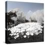 China 10MKm2 Collection - Another Look - Lotus Lake-Philippe Hugonnard-Stretched Canvas