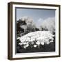 China 10MKm2 Collection - Another Look - Lotus Lake-Philippe Hugonnard-Framed Photographic Print